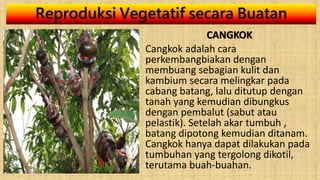 Reproduksi Vegetatif secara Buatan
CANGKOK
Cangkok adalah cara
perkembangbiakan dengan
membuang sebagian kulit dan
kambium secara melingkar pada
cabang batang, lalu ditutup dengan
tanah yang kemudian dibungkus
dengan pembalut (sabut atau
pelastik). Setelah akar tumbuh ,
batang dipotong kemudian ditanam.
Cangkok hanya dapat dilakukan pada
tumbuhan yang tergolong dikotil,
terutama buah-buahan.
 