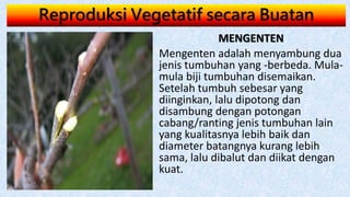 Reproduksi Vegetatif secara Buatan
MENGENTEN
Mengenten adalah menyambung dua
jenis tumbuhan yang -berbeda. Mula-
mula biji tumbuhan disemaikan.
Setelah tumbuh sebesar yang
diinginkan, lalu dipotong dan
disambung dengan potongan
cabang/ranting jenis tumbuhan lain
yang kualitasnya lebih baik dan
diameter batangnya kurang lebih
sama, lalu dibalut dan diikat dengan
kuat.
 