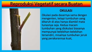 Reproduksi Vegetatif secara Buatan
OKULASI
Okulasi pada dasarnya sama dengan
mengenten, tetapi tumbuhan yang
ditaruh di atas hanya diambil mata
tunasnya saja. Kedua macam
tumbuhan yang diokulasi biasanya
mempunyai kelebihan-kelebihan
tersendiri, misalnya tumbuhan jeruk
yang perakarannya kuat,
 
