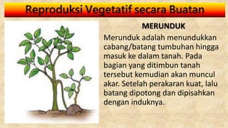Reproduksi Vegetatif secara Buatan
MERUNDUK
Merunduk adalah menundukkan
cabang/batang tumbuhan hingga
masuk ke dalam tanah. Pada
bagian yang ditimbun tanah
tersebut kemudian akan muncul
akar. Setelah perakaran kuat, lalu
batang dipotong dan dipisahkan
dengan induknya.
 