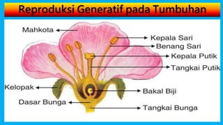 Reproduksi Generatif pada Tumbuhan
 