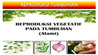 REPRODUKSI TUMBUHAN
 
