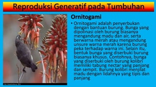 Reproduksi Generatif pada Tumbuhan
Ornitogami
• Ornitogami adalah penyerbukan
dengan bantuan burung. Bunga yang
dipolinasi oleh burung biasanya
mengandung madu dan air, serta
berwarna merah atau mengandung
unsure warna merah karena burung
peka terhadap warna ini. Selain itu,
bentuk bunga yang diserbuki burung
biasanya khusus. Contohnya, bunga
yang diserbuki oleh burung kolibri
memiliki tabung nectar yang panjang
dan sempit. Burung kolibri menjilat
madu dengan lidahnya yang tipis dan
panjang
 
