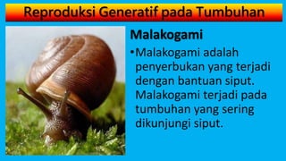 Reproduksi Generatif pada Tumbuhan
Malakogami
•Malakogami adalah
penyerbukan yang terjadi
dengan bantuan siput.
Malakogami terjadi pada
tumbuhan yang sering
dikunjungi siput.
 