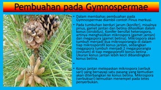 Pembuahan pada Gymnospermae
• Dalam membahas pembuahan pada
Gymnospermae diambil contoh Pinus merkusi.
• Pada tumbuhan berduri jarum (konifer), misalnya
pinus, gamet jantan dan betina dihasilkan dalam
konus (strobilus). Konifer bersifat heterospora,
artinya menghasilkan mikrospora (gamet jantan)
dan megaspora (gamet betina). Mikrospora akan
tumbuh menjadi dua mikrosporangia di dalam
tiap mikrosporofil konus jantan, sedangkan
megaspora tumbuh menjadi 2 megasporangia
(ovulum) di tiap megasporofil konus betina .
Ukuran konus jantan lebih kecil dibandingkan
konus betina.
•
• Konus jantan melepaskan mikrospora (serbuk
sari) yang bersayap satu pasang yang kemudian
akan diterbangkan ke konus betina. Mikrospora
(serbuksari) kemudian menempel pada tetes
penyerbukan.
 