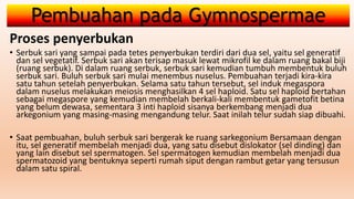 Pembuahan pada Gymnospermae
Proses penyerbukan
• Serbuk sari yang sampai pada tetes penyerbukan terdiri dari dua sel, yaitu sel generatif
dan sel vegetatif. Serbuk sari akan terisap masuk lewat mikrofil ke dalam ruang bakal biji
(ruang serbuk). Di dalam ruang serbuk, serbuk sari kemudian tumbuh membentuk buluh
serbuk sari. Buluh serbuk sari mulai menembus nuselus. Pembuahan terjadi kira-kira
satu tahun setelah penyerbukan. Selama satu tahun tersebut, sel induk megaspora
dalam nuselus melakukan meiosis menghasilkan 4 sel haploid. Satu sel haploid bertahan
sebagai megaspore yang kemudian membelah berkali-kali membentuk gametofit betina
yang belum dewasa, sementara 3 inti haploid sisanya berkembang menjadi dua
arkegonium yang masing-masing mengandung telur. Saat inilah telur sudah siap dibuahi.
• Saat pembuahan, buluh serbuk sari bergerak ke ruang sarkegonium Bersamaan dengan
itu, sel generatif membelah menjadi dua, yang satu disebut dislokator (sel dinding) dan
yang lain disebut sel spermatogen. Sel spermatogen kemudian membelah menjadi dua
spermatozoid yang bentuknya seperti rumah siput dengan rambut getar yang tersusun
dalam satu spiral.
 