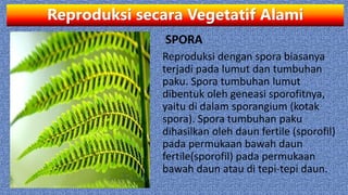 Reproduksi secara Vegetatif Alami
SPORA
Reproduksi dengan spora biasanya
terjadi pada lumut dan tumbuhan
paku. Spora tumbuhan lumut
dibentuk oleh geneasi sporofitnya,
yaitu di dalam sporangium (kotak
spora). Spora tumbuhan paku
dihasilkan oleh daun fertile (sporofil)
pada permukaan bawah daun
fertile(sporofil) pada permukaan
bawah daun atau di tepi-tepi daun.
 