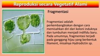 Reproduksi secara Vegetatif Alami
Fragmentasi
Fragmentasi adalah
perkembangbiakan dengan cara
memisahkan diri dari koloni induknya
dan tumbuhan menjadi indifidu baru.
Pada umumnya, fragmentasi terjadi
pada ganggang hijau yang berbentuk
filament, misalnya Hydrodictin sp.
 