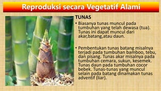 Reproduksi secara Vegetatif Alami
TUNAS
• Biasanya tunas muncul pada
tumbuhan yang telah dewasa (tua).
Tunas ini dapat muncul dari
akar,batang,atau daun.
• Pembentukan tunas batang misalnya
terjadi pada tumbuhan bamboo, tebu,
dan pisang. Tunas akar misalnya pada
tumbuhan cemara, sukun, kesemek.
Tunas daun pada tumbuhan cocor
bebek. Tunas-tunas yang muncul
selain pada batang dinamakan tunas
adventif (liar).
 