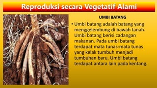 Reproduksi secara Vegetatif Alami
UMBI BATANG
• Umbi batang adalah batang yang
menggelembung di bawah tanah.
Umbi batang berisi cadangan
makanan. Pada umbi batang
terdapat mata tunas-mata tunas
yang kelak tumbuh menjadi
tumbuhan baru. Umbi batang
terdapat antara lain pada kentang.
 