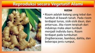 Reproduksi secara Vegetatif Alami
RIZOM
• Rizom adalah batang yang tebal dan
tumbuh di bawah tanah. Pada rizom
terdapat tunas, sisik-sisik daun, dan
antarruas. Jika rizom terpisah dari
induknya maka akan tumbuh
menjadi individu baru. Rizom
terdapat pada tumbuhan
Zingiberaceae, bamboo, dahlia, dan
beberapa jenis rumput.
 