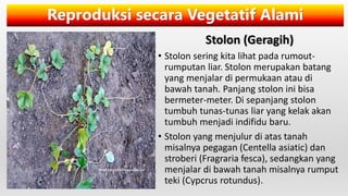 Reproduksi secara Vegetatif Alami
Stolon (Geragih)
• Stolon sering kita lihat pada rumout-
rumputan liar. Stolon merupakan batang
yang menjalar di permukaan atau di
bawah tanah. Panjang stolon ini bisa
bermeter-meter. Di sepanjang stolon
tumbuh tunas-tunas liar yang kelak akan
tumbuh menjadi indifidu baru.
• Stolon yang menjulur di atas tanah
misalnya pegagan (Centella asiatic) dan
stroberi (Fragraria fesca), sedangkan yang
menjalar di bawah tanah misalnya rumput
teki (Cypcrus rotundus).
 