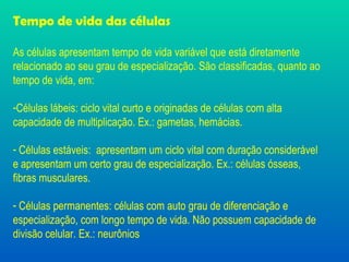 Tempo de vida das células As células apresentam tempo de vida variável que está diretamente relacionado ao seu grau de especialização. São classificadas, quanto ao tempo de vida, em: Células lábeis: ciclo vital curto e originadas de células com alta capacidade de multiplicação. Ex.: gametas, hemácias. Células estáveis:  apresentam um ciclo vital com duração considerável e apresentam um certo grau de especialização. Ex.: células ósseas, fibras musculares. Células permanentes: células com auto grau de diferenciação e especialização, com longo tempo de vida. Não possuem capacidade de divisão celular. Ex.: neurônios 