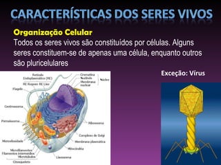 Organização Celular Todos os seres vivos são constituídos por células. Alguns seres constituem-se de apenas uma célula, enquanto outros são pluricelulares Exceção: Vírus 