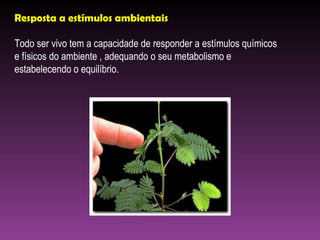 Resposta a estímulos ambientais Todo ser vivo tem a capacidade de responder a estímulos químicos e físicos do ambiente , adequando o seu metabolismo e estabelecendo o equilíbrio. 