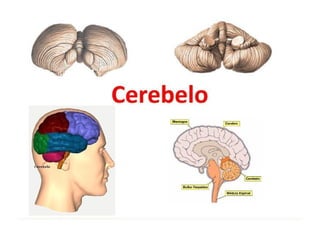 Anatomía del Cerebelo