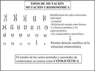 1 a genética del sexo mutaciones y citogenética (1)
