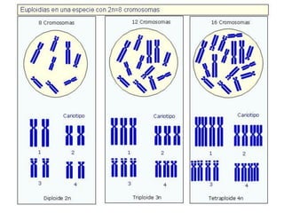 1 a genética del sexo mutaciones y citogenética (1)