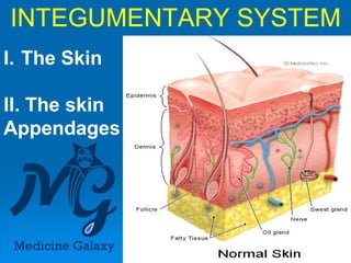 INTEGUMENTARY SYSTEMINTEGUMENTARY SYSTEM
I.I. The SkinThe Skin
II.II. The skinThe skin
AppendagesAppendagesAppendagesAppendages
 