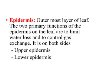 • Epidermis: Outer most layer of leaf.
The two primary functions of the
epidermis on the leaf are to limit
water loss and to control gas
exchange. It is on both sides
- Upper epidermis
- Lower epidermis
 