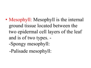 • Mesophyll: Mesophyll is the internal
ground tissue located between the
two epidermal cell layers of the leaf
and is of two types. -
-Spongy mesophyll:
-Palisade mesophyll:
 