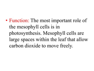 • Function: The most important role of
the mesophyll cells is in
photosynthesis. Mesophyll cells are
large spaces within the leaf that allow
carbon dioxide to move freely.
 