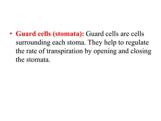 • Guard cells (stomata): Guard cells are cells
surrounding each stoma. They help to regulate
the rate of transpiration by opening and closing
the stomata.
 