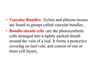 • Vascular Bundles: Xylem and phloem tissues
are found in groups called vascular bundles .
• Bundle-sheath cells :are the photosynthetic
cells arranged into a tightly packed sheath
around the vein of a leaf. It forms a protective
covering on leaf vein, and consist of one or
more cell layers,
 