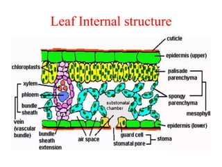 Leaf Internal structure
 