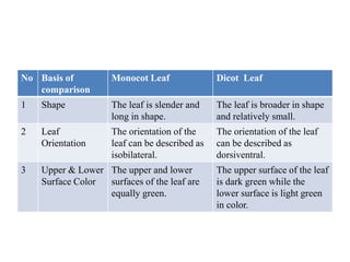 No Basis of
comparison
Monocot Leaf Dicot Leaf
1 Shape The leaf is slender and
long in shape.
The leaf is broader in shape
and relatively small.
2 Leaf
Orientation
The orientation of the
leaf can be described as
isobilateral.
The orientation of the leaf
can be described as
dorsiventral.
3 Upper & Lower
Surface Color
The upper and lower
surfaces of the leaf are
equally green.
The upper surface of the leaf
is dark green while the
lower surface is light green
in color.
 