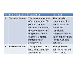 No Basis of comparison Monocot Leaf Dicot Leaf
4 Venation Pattern The venation pattern
of a monocot leaf is
parallel. Parallel
venation is whereby
the secondary veins
run parallel to each
other off a central,
perpendicular
primary vein.
The venation
pattern in a dicot
leaf is reticulate.
Reticulate
venation is
whereby vein are
interconnected and
form a web-like
network.
5 Epidermal Cells The epidermal cells
have almost straight
lateral walls.
The epidermal
cells have curved
lateral walls.
 