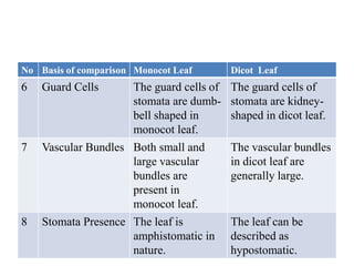 No Basis of comparison Monocot Leaf Dicot Leaf
6 Guard Cells The guard cells of
stomata are dumb-
bell shaped in
monocot leaf.
The guard cells of
stomata are kidney-
shaped in dicot leaf.
7 Vascular Bundles Both small and
large vascular
bundles are
present in
monocot leaf.
The vascular bundles
in dicot leaf are
generally large.
8 Stomata Presence The leaf is
amphistomatic in
nature.
The leaf can be
described as
hypostomatic.
 