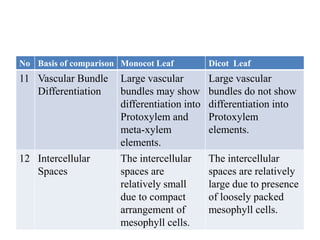 No Basis of comparison Monocot Leaf Dicot Leaf
11 Vascular Bundle
Differentiation
Large vascular
bundles may show
differentiation into
Protoxylem and
meta-xylem
elements.
Large vascular
bundles do not show
differentiation into
Protoxylem
elements.
12 Intercellular
Spaces
The intercellular
spaces are
relatively small
due to compact
arrangement of
mesophyll cells.
The intercellular
spaces are relatively
large due to presence
of loosely packed
mesophyll cells.
 