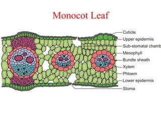 Monocot Leaf
 