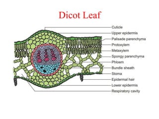 Dicot Leaf
 