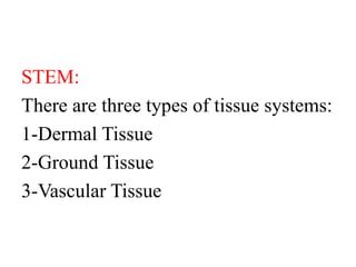 STEM:
There are three types of tissue systems:
1-Dermal Tissue
2-Ground Tissue
3-Vascular Tissue
 