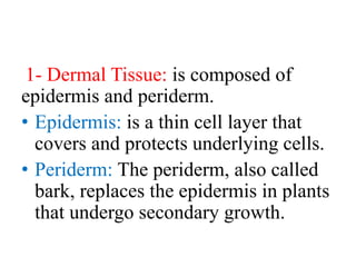1- Dermal Tissue: is composed of
epidermis and periderm.
• Epidermis: is a thin cell layer that
covers and protects underlying cells.
• Periderm: The periderm, also called
bark, replaces the epidermis in plants
that undergo secondary growth.
 