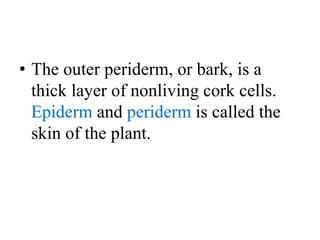 • The outer periderm, or bark, is a
thick layer of nonliving cork cells.
Epiderm and periderm is called the
skin of the plant.
 