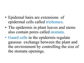 • Epidemal hairs are extensions of
epidermal cells called trichomes.
• The epidermis in plant leaves and stems
also contain pores called stomata.
• Guard cells in the epidermis regulate
gaseous exchange between the plant and
the environment by controlling the size of
the stomata openings.
 