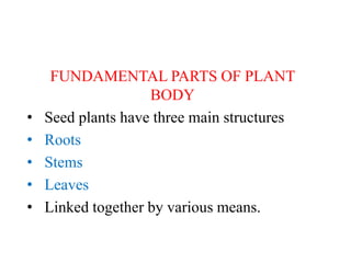FUNDAMENTAL PARTS OF PLANT
BODY
• Seed plants have three main structures
• Roots
• Stems
• Leaves
• Linked together by various means.
 