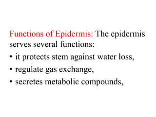 Functions of Epidermis: The epidermis
serves several functions:
• it protects stem against water loss,
• regulate gas exchange,
• secretes metabolic compounds,
 