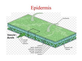 Epidermis
 