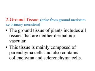 2-Ground Tissue: (arise from ground meristem
i.e primary meristem)
• The ground tissue of plants includes all
tissues that are neither dermal nor
vascular.
• This tissue is mainly composed of
parenchyma cells and also contains
collenchyma and sclerenchyma cells.
 