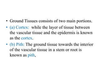 • Ground Tissues consists of two main portions.
• (a) Cortex: while the layer of tissue between
the vascular tissue and the epidermis is known
as the cortex.
• (b) Pith: The ground tissue towards the interior
of the vascular tissue in a stem or root is
known as pith,
 