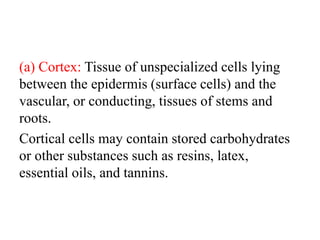 (a) Cortex: Tissue of unspecialized cells lying
between the epidermis (surface cells) and the
vascular, or conducting, tissues of stems and
roots.
Cortical cells may contain stored carbohydrates
or other substances such as resins, latex,
essential oils, and tannins.
 