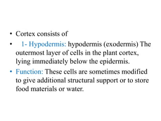 • Cortex consists of
• 1- Hypodermis: hypodermis (exodermis) The
outermost layer of cells in the plant cortex,
lying immediately below the epidermis.
• Function: These cells are sometimes modified
to give additional structural support or to store
food materials or water.
 
