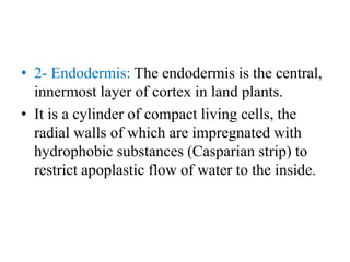 • 2- Endodermis: The endodermis is the central,
innermost layer of cortex in land plants.
• It is a cylinder of compact living cells, the
radial walls of which are impregnated with
hydrophobic substances (Casparian strip) to
restrict apoplastic flow of water to the inside.
 