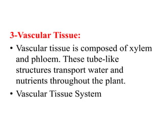 3-Vascular Tissue:
• Vascular tissue is composed of xylem
and phloem. These tube-like
structures transport water and
nutrients throughout the plant.
• Vascular Tissue System
 