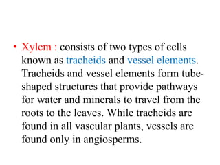• Xylem : consists of two types of cells
known as tracheids and vessel elements.
Tracheids and vessel elements form tube-
shaped structures that provide pathways
for water and minerals to travel from the
roots to the leaves. While tracheids are
found in all vascular plants, vessels are
found only in angiosperms.
 