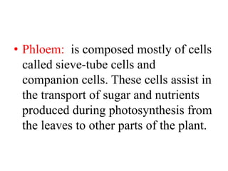 • Phloem: is composed mostly of cells
called sieve-tube cells and
companion cells. These cells assist in
the transport of sugar and nutrients
produced during photosynthesis from
the leaves to other parts of the plant.
 